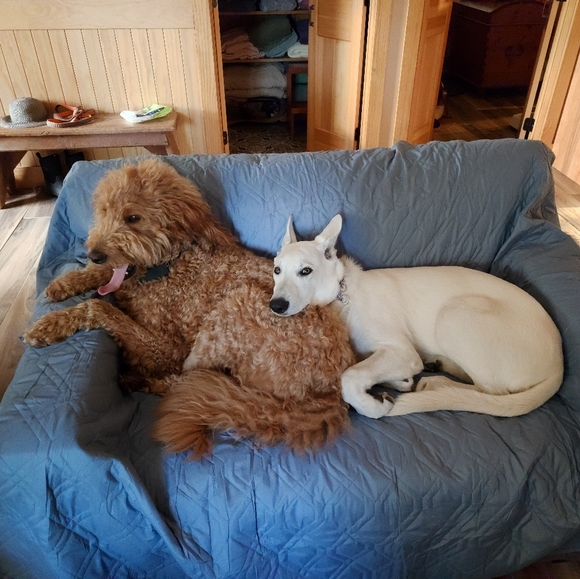 Meet your Posher, Sandy - Picture 2 of 3